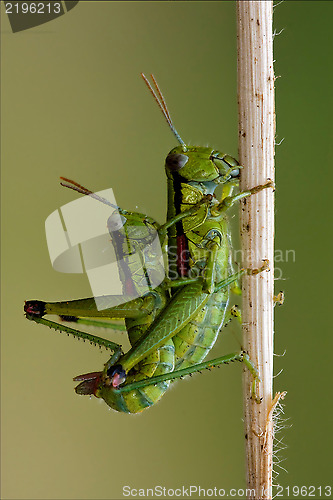 Image of Orthopterous having sex on