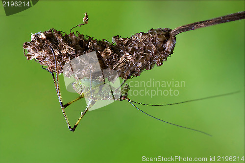 Image of Orthopterous  on a piece of branch in the bush and flower