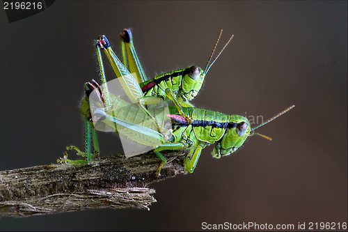 Image of  two grasshopper Orthopterous having sex on