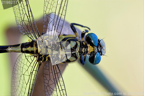 Image of wild black yellow dragonfly anax imperator on