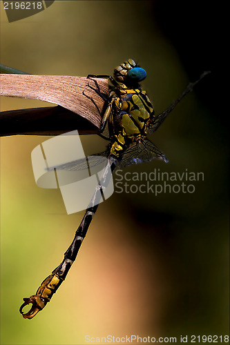 Image of wild black yellow dragonfly    imperator
