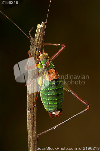 Image of close up of grasshopper  Tettigoniidae on
