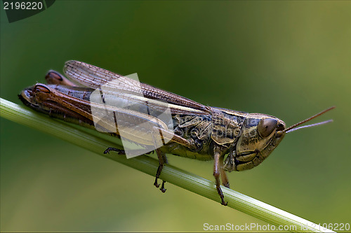 Image of  grasshopper chorthippus brunneus in a 