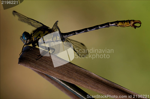 Image of side   wild  yellow black dragonfly anax imperator on