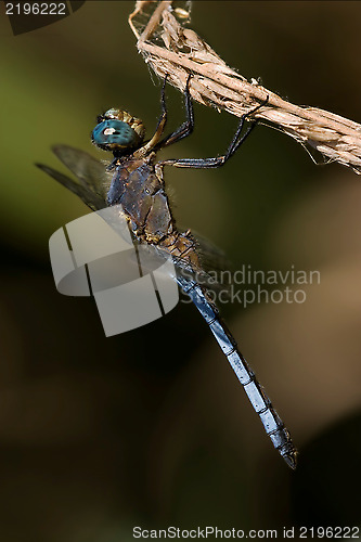 Image of wild blue dragonfly brachytron