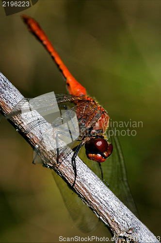 Image of wild red dragonfly on