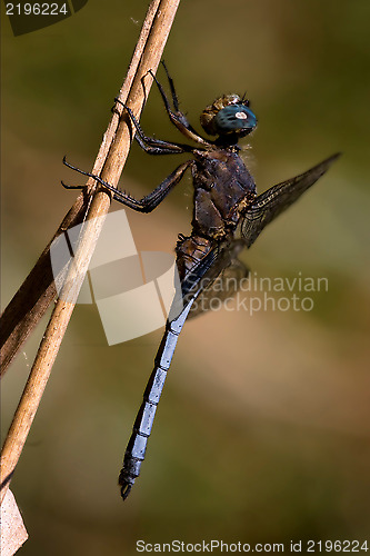 Image of dragonfly brachytron pratense on