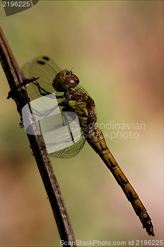 Image of side of wild  yellow black dragonfly on