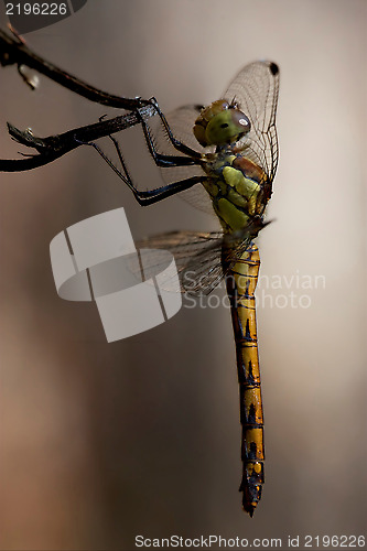 Image of side of wild  yellow black dragonfly on