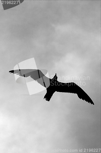 Image of down of sea gull flying 