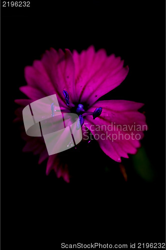 Image of  blue violet dianthus sylvestris cariofillacee 