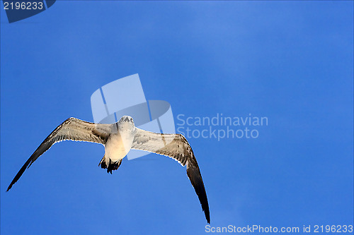 Image of  sea gull flying the sky in mexico  