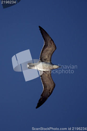 Image of the down of sea gull 