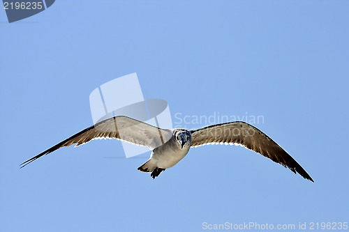 Image of the front of sea gull flying  in the sky 