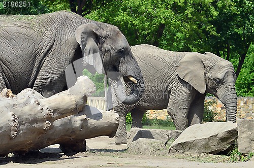 Image of Elephants couple