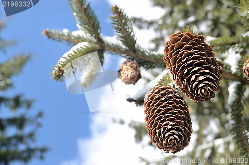 Image of two fir cones on the winter sky 