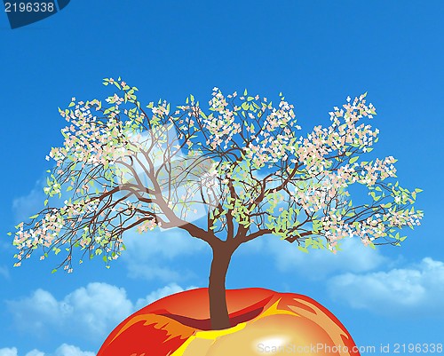 Image of Flowering apple tree in spring