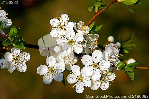 Image of Spring
