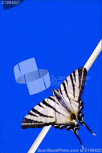 Image of Papilio Macaone  on a branch in blue