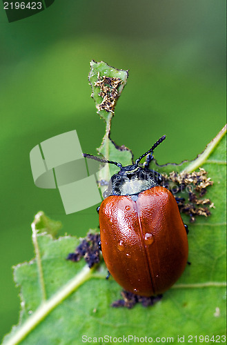 Image of red cercopidae vulnerata coccinellidae anatis ocellata coleopter