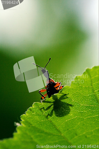 Image of the down of  wild red carabidae coccinellidae 