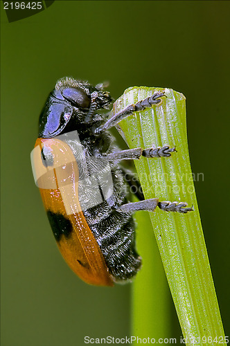 Image of the side of  wild red cercopidae vulnerata coccinellidae