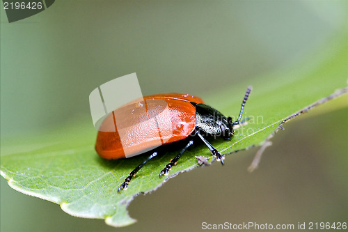 Image of wild red cercopidae vulnerata coccinellidae anatis  