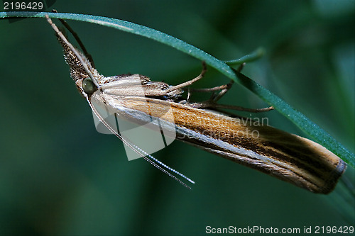 Image of brown orange butterfly trichoptera on a green