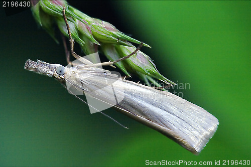 Image of  little  butterfly trichoptera on a green