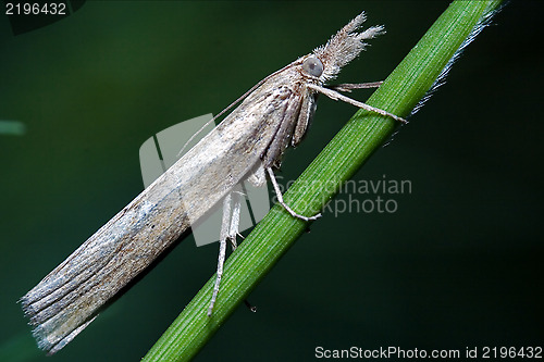 Image of wild grey white little  butterfly trichoptera 