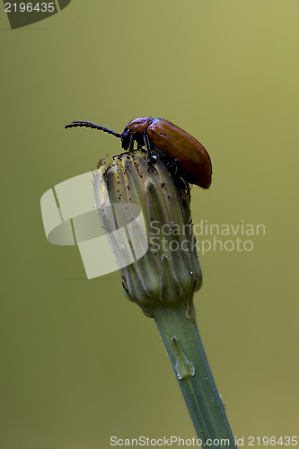 Image of anatis ocellata coleoptera on a flower 