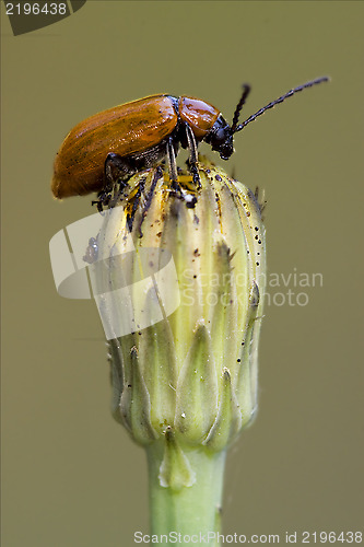 Image of the side of  wild  coccinellidae  cercopidae