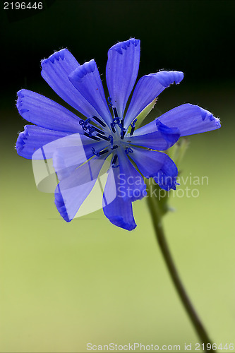 Image of blue composite  cichorium intybus