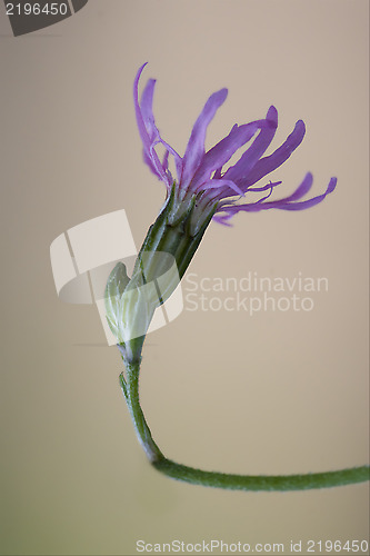 Image of silene flos cuculi   brown  