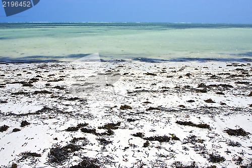 Image of seaweed beach 