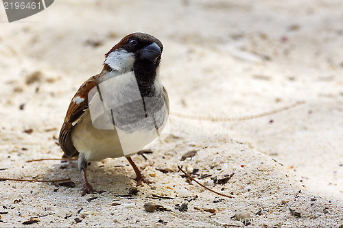 Image of black eye in sand belle mare