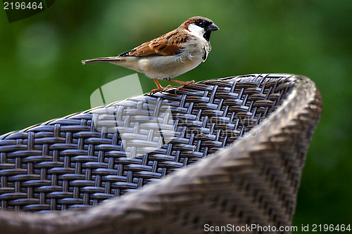 Image of front of sparrow whit black eye 