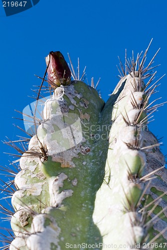 Image of Cactus macro