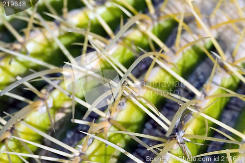 Image of Cactus macro