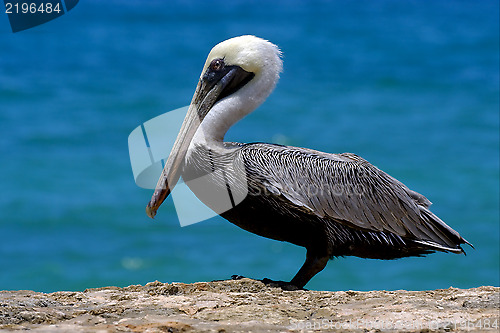 Image of f little white black pelican whit black eye 