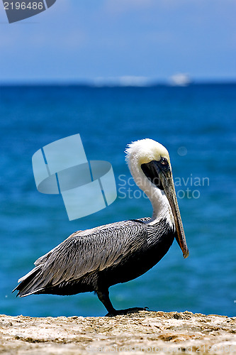 Image of  little white black pelican