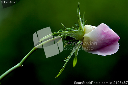 Image of close up of a  pink rosa canina rosacee  