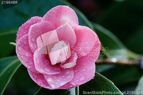 Image of rosa canina rosacee  in green background and drop