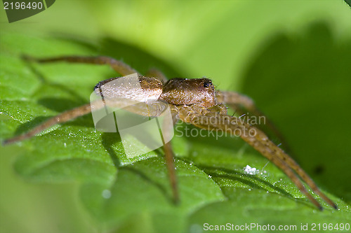 Image of  heteropods sicariidae loxosceles rufescens 