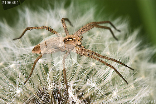 Image of loxosceles rufescens misumena vatia