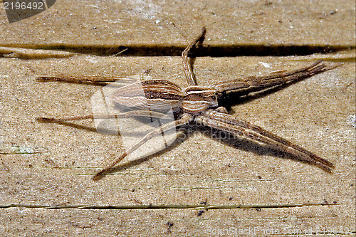 Image of thomisidae heteropodidae heteropods