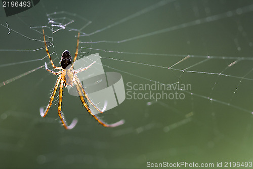Image of web pisauridae pisaura mirabilis 