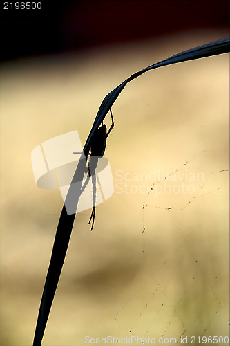 Image of abstract flower web pisauridae pisaura