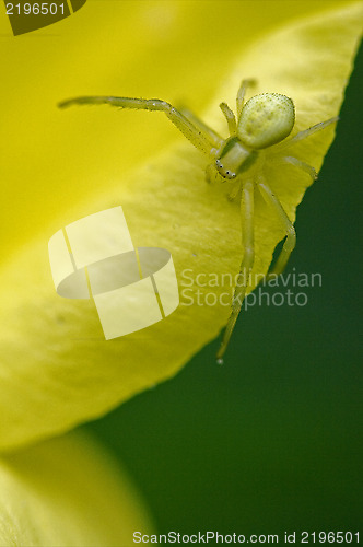 Image of flower agelenidae tegenaria gigantea 