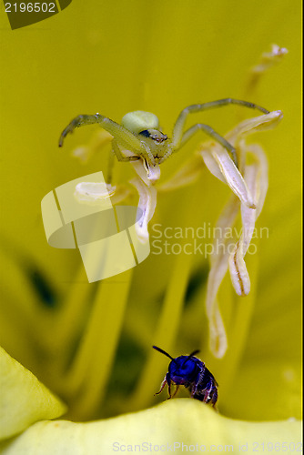 Image of flower pisaura sicariidae loxosceles rufescens 
